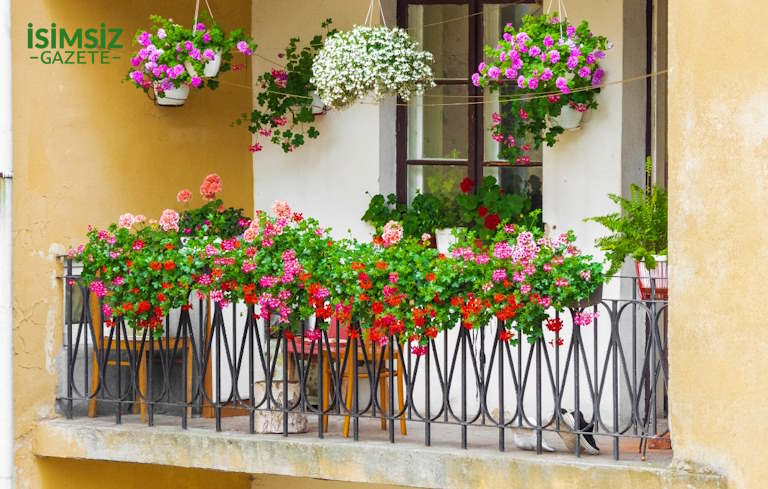 Balkon Çiçekleri ile Balkonunuzu Renklendirin: Dar Alanlarda Yetişen En Güzel Çiçekler